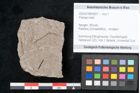 Foto (Objekt + Etikett) von Plantae indet.  (NHMW-GEO-2024-0188-6697)